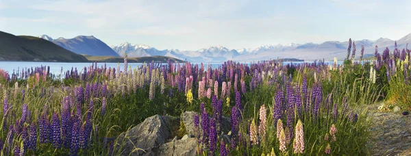 Flores Lupinas Con Montañas Sobre Fondo —  Fotos de Stock