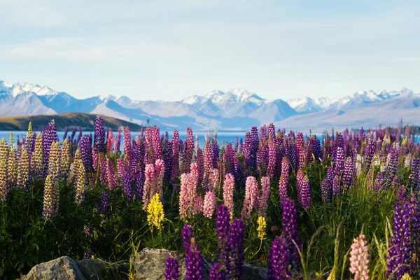 Lupine flowers with mountains on background