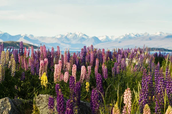 Arka planda dağlar ile Lupine çiçekler