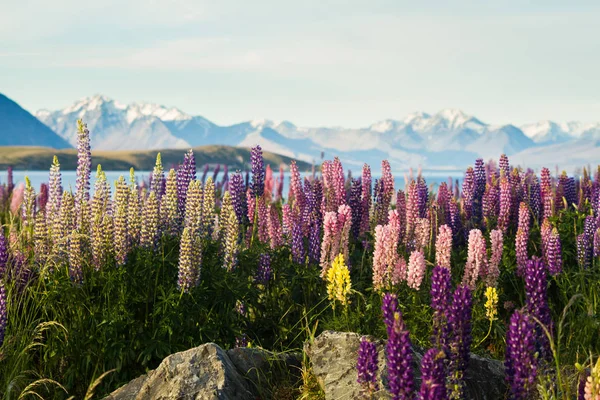 Lupine flowers with mountains on background