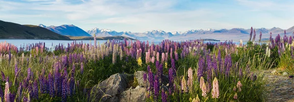 Arka planda dağlar ile Lupine çiçekler