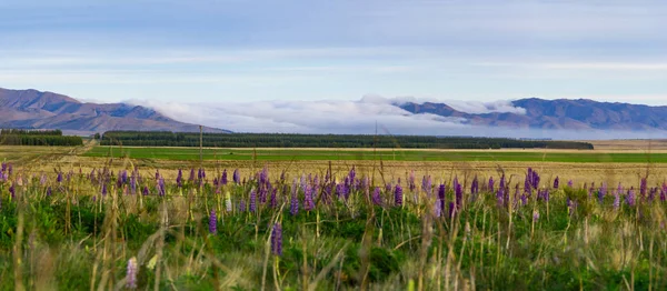 Lupine flowers with mountains on background