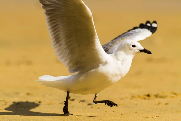 Seagull Wandelen Aan Kust — Stockfoto