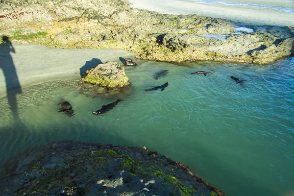Seals Warming Seashore — Stock Photo, Image
