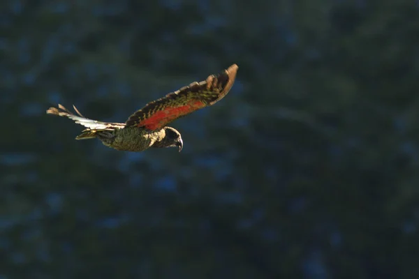 Big parrot flying on forest background