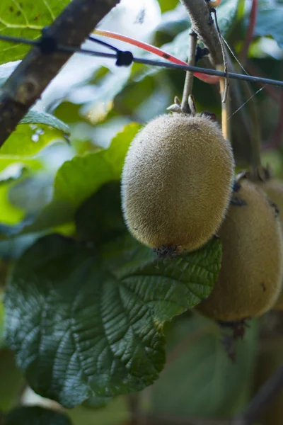 Árbol Kiwi Con Frutas Esponjosas — Foto de Stock