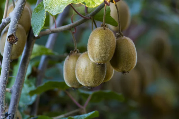 Árbol Kiwi Con Frutas Esponjosas — Foto de Stock