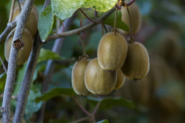 Árbol Kiwi Con Frutas Esponjosas — Foto de Stock