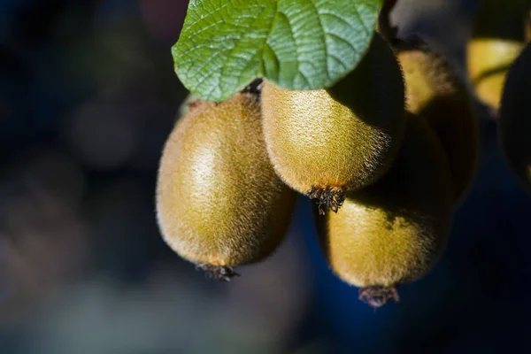 Árbol Kiwi Con Frutas Esponjosas — Foto de Stock