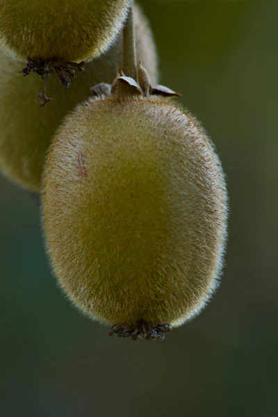 Árbol Kiwi Con Frutas Esponjosas — Foto de Stock