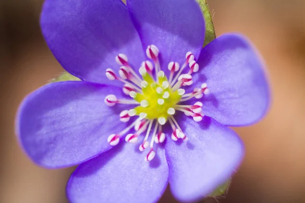 Detailansicht Einer Lila Krokusblüte Mit Zarten Blütenblättern Und Staubgefäßen — Stockfoto