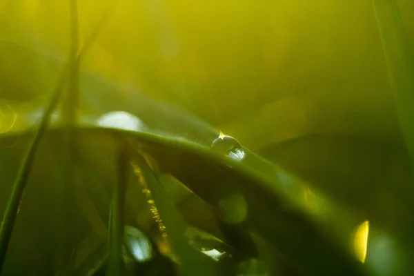 Green grass with morning dew on sunrise background, macro shot.