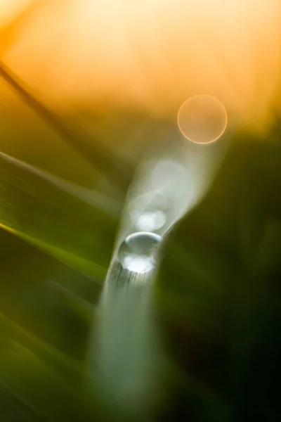 Green grass with morning dew on sunrise background, macro shot.