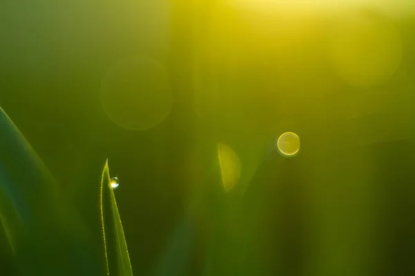 Green grass with morning dew on sunrise background, macro shot.