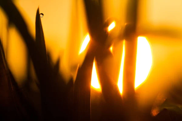 日の出の背景に草を通して見る — ストック写真