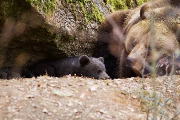 Família Ursos Pardos Selvagens Habitat Natural — Fotografia de Stock