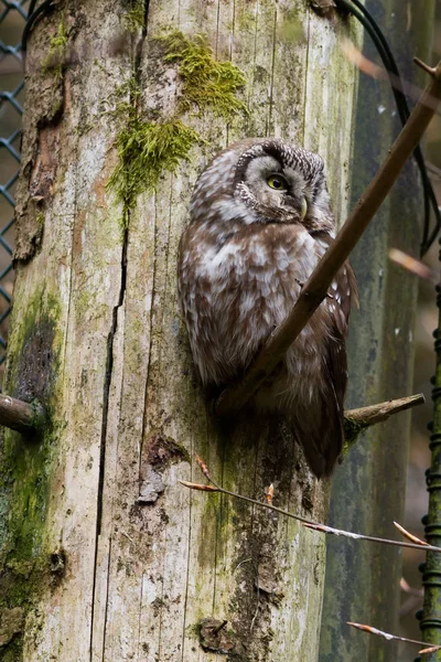Portrait Spotted Owl Sitting Tree — Stock Photo, Image