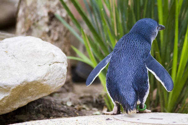 Netter Pinguin Natürlichem Lebensraum — Stockfoto