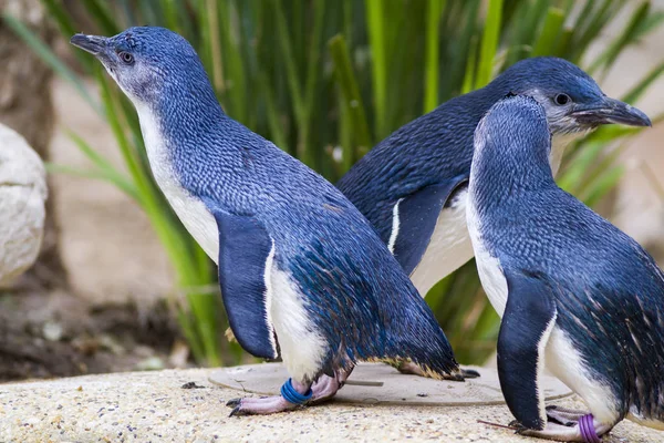 Sahilde genç penguenler grubu