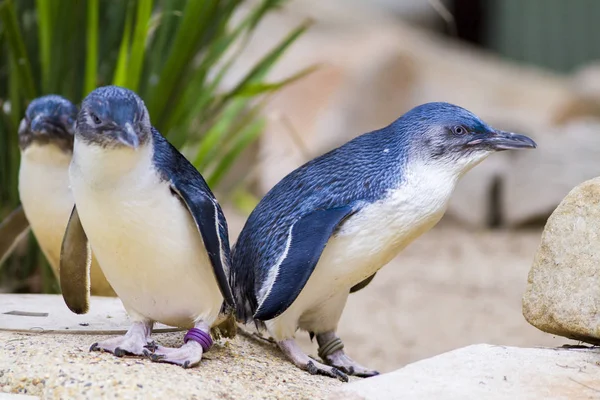 Groep Jonge Pinguïns Aan Kust — Stockfoto