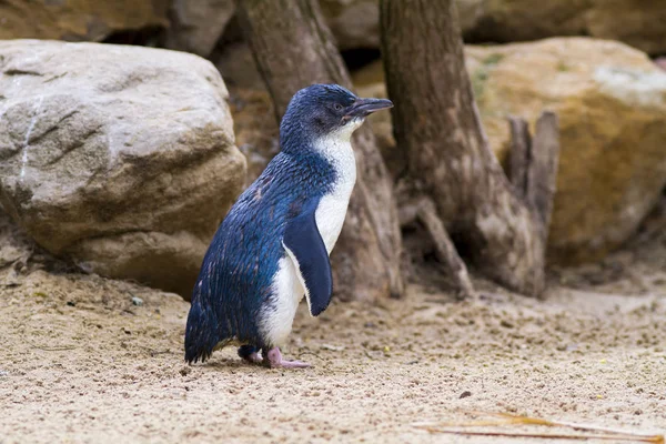 Netter Pinguin Natürlichem Lebensraum — Stockfoto