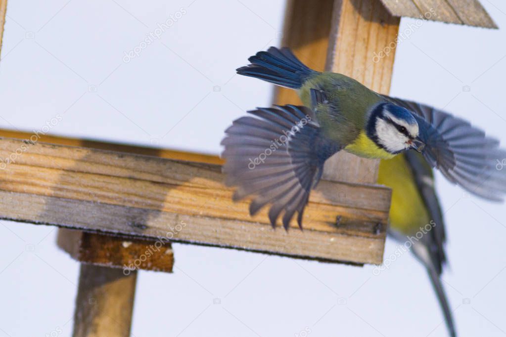 Cute colourful titmouses sitting on feeder in wintertime