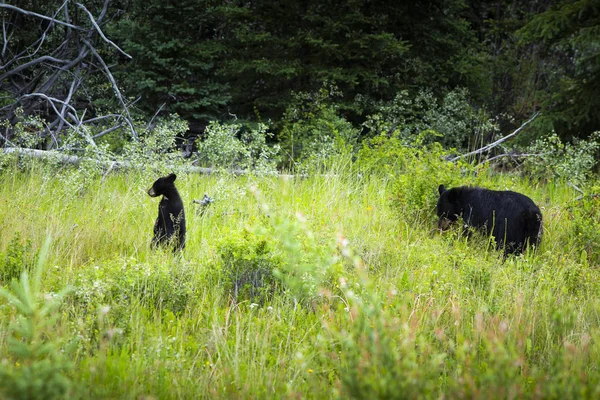 Svartbjörnar Familj Grön Skog — Stockfoto