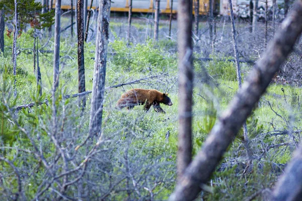 Brown Bear Woods Dangerous Animal — Stock Photo, Image