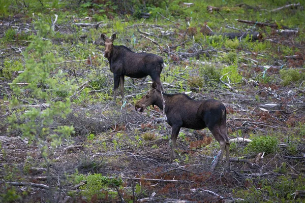 Couple Moose Forest — Stock Photo, Image