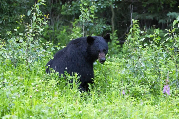 Gran Oso Negro Escondido Hierba Verde —  Fotos de Stock