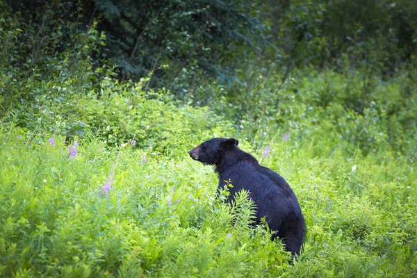 Urso Preto Grande Escondido Grama Verde — Fotografia de Stock