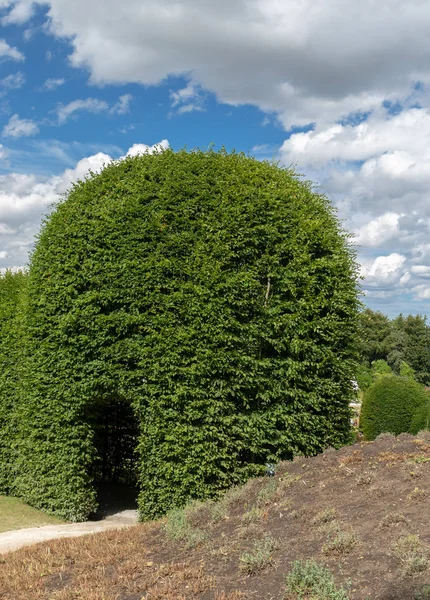 Trimmed green hedges in a shape of large dome with entrance opening