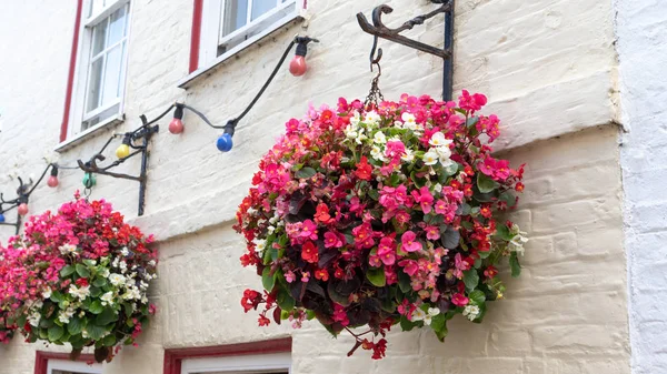 Beautiful wax begonia flowers (begonia semperflorens) in a hanging baskets against brick wall. Begonias in various vibrant colors - pink, red, white and purple