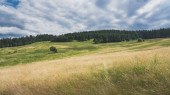 Scénický pohled na krásnou krajinu na Slovensku. Louka a les ve Slovenském ráji. Okouzlující a klidná scéna v létě