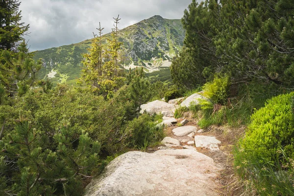 Rocky hiking trail in High Tatras mountains in Slovakia surrounded by dwarf pine and other coniferous trees. Top of mountain in background. Direction forward and way up concept