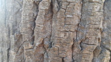 Arkaplan ve doku için ağaç kabuğu makrosu görünümünü kapat