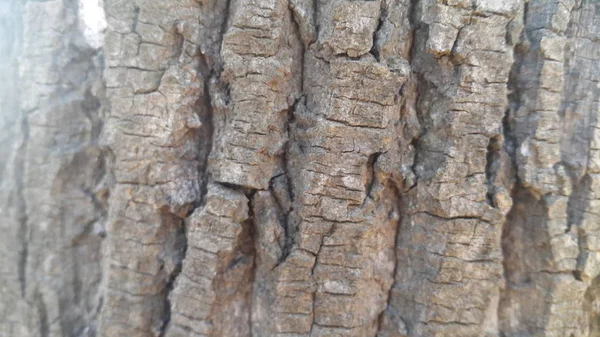 Στενή Άποψη Του Φλοιού Δέντρων Μακροεντολή Γκρο Γκρο Γκρο Πλαν — Φωτογραφία Αρχείου