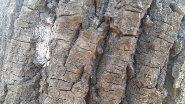 Cerrar Vista Macro Cáscara Árbol Cerca Hasta Textura Fondo Textura — Foto de Stock