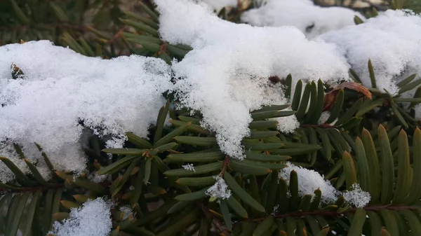 Sníh Listech Jehličnanů Během Zimního Období Sněžení Detailní Pohled — Stock fotografie