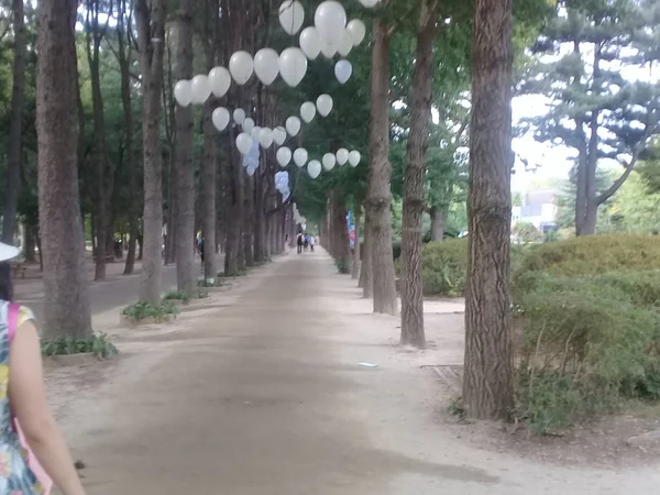 Νότια Κορέα Ναμί Νησί Αυγούστου 2018 Άδειο Δρόμο Πράσινα Δέντρα — Φωτογραφία Αρχείου