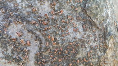 Arkaplan ve doku için ağaç kabuğu makrosu görünümünü kapat