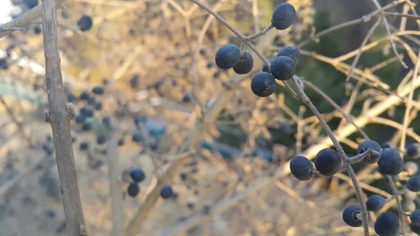 Closeup view of Black mountain ash berries: A selective focus view