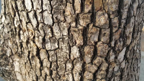 Ağaç Soyma Yakın Görünümü Arka Plan Doku Için Makro Yakın — Stok fotoğraf