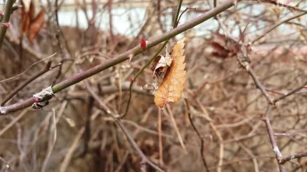 Podzimní hnědé listy ve větvích. — Stock video