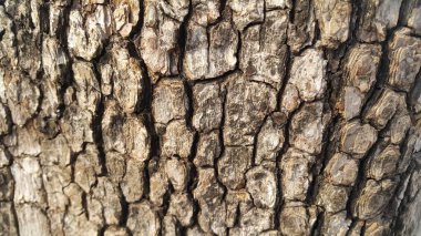 ağaç soyma yakın görünümü: Arka plan ve doku için makro yakın doku. Ağaç kabuğu dokusu.