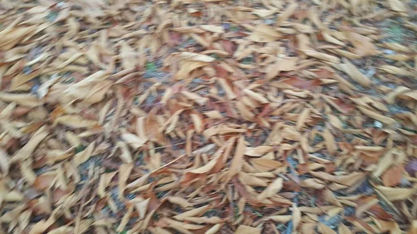 Folhas Verdes Marrons Frescas Secas Chão Durante Temporada Outono Deixa — Fotografia de Stock