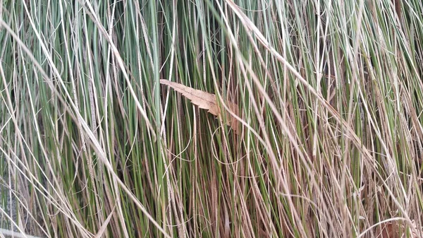 Närbild Grönt Och Torkat Gräs Grass Naturlig Bakgrund För Text — Stockfoto