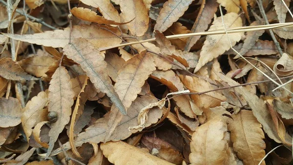 Folhas Marrons Secas Chão Durante Temporada Outono Deixa Fundo Para — Fotografia de Stock