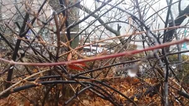 Vue macro rapprochée des branches d'arbres avec goutte d'eau — Video