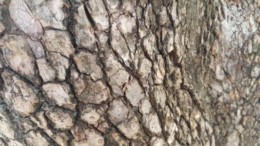 Arka plan ve doku için makro yakın doku